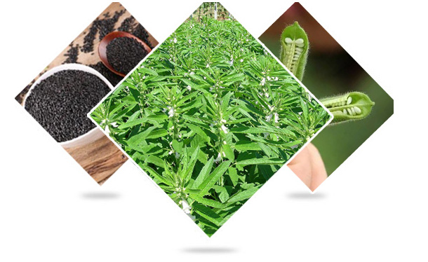 我们—品质管控，精益求精