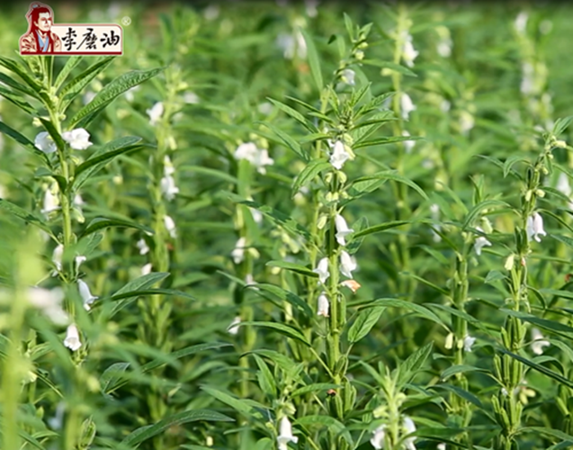 油脂在芝麻籽中的形成及环境影响因素